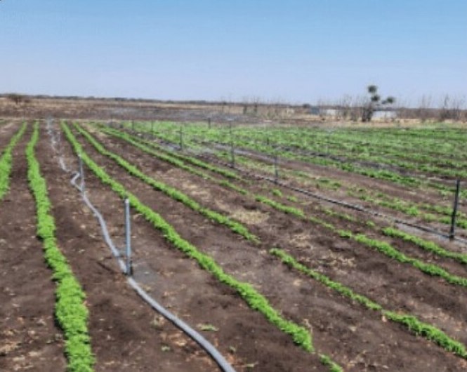 Rows of young chilli plants with drip irrigation lines