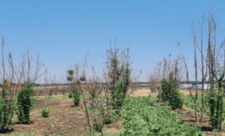 Young moringa trees in flower