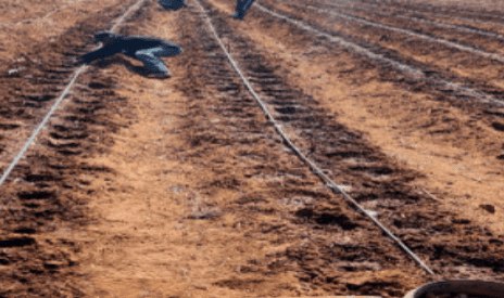 Prepared beds with drip irrigation lines