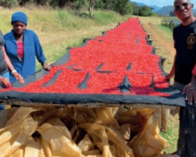 Motobatsi team members beside red chillies spread out on raised drying beds